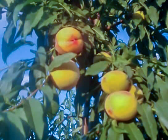 Продажба на Праскови Бей­би Голд 9