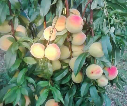 Продажба на Праскови Катерина